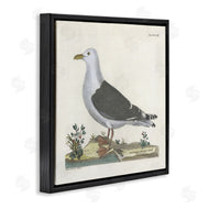 Phillipa Katz | Vintage Seagull Study Diagram