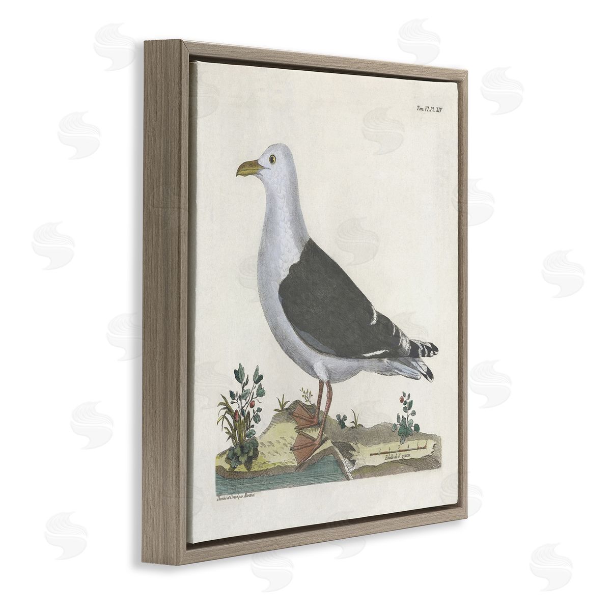 Vintage Seagull Study Diagram Brown Floating Frame Canvas Wall Art, Home Decor by Phillipa Katz