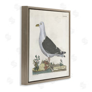 Phillipa Katz | Vintage Seagull Study Diagram