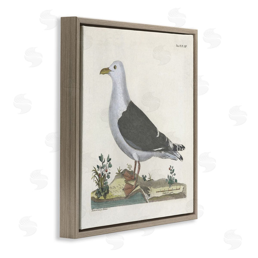 Phillipa Katz | Vintage Seagull Study Diagram