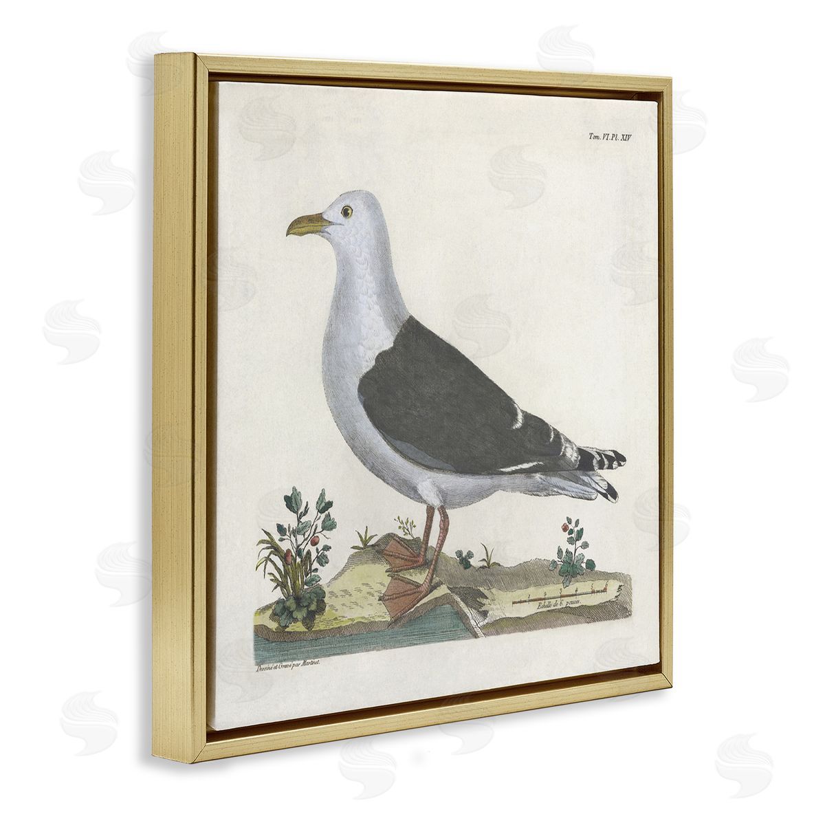 Vintage Seagull Study Diagram Gold Floating Frame Canvas Wall Art, Home Decor by Phillipa Katz
