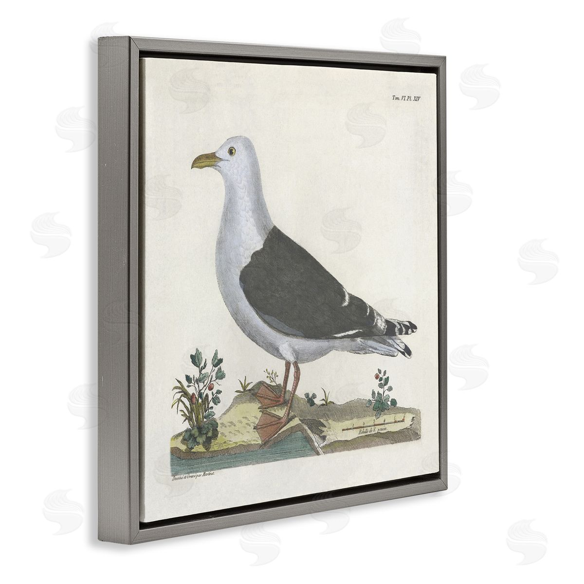 Vintage Seagull Study Diagram Grey Floating Frame Canvas Wall Art, Home Decor by Phillipa Katz