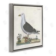 Phillipa Katz | Vintage Seagull Study Diagram