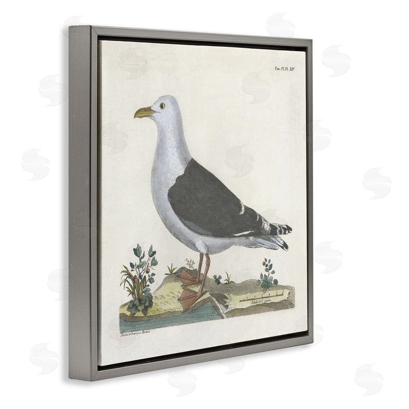 Phillipa Katz | Vintage Seagull Study Diagram