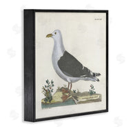 Phillipa Katz | Vintage Seagull Study Diagram