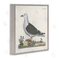 Phillipa Katz | Vintage Seagull Study Diagram