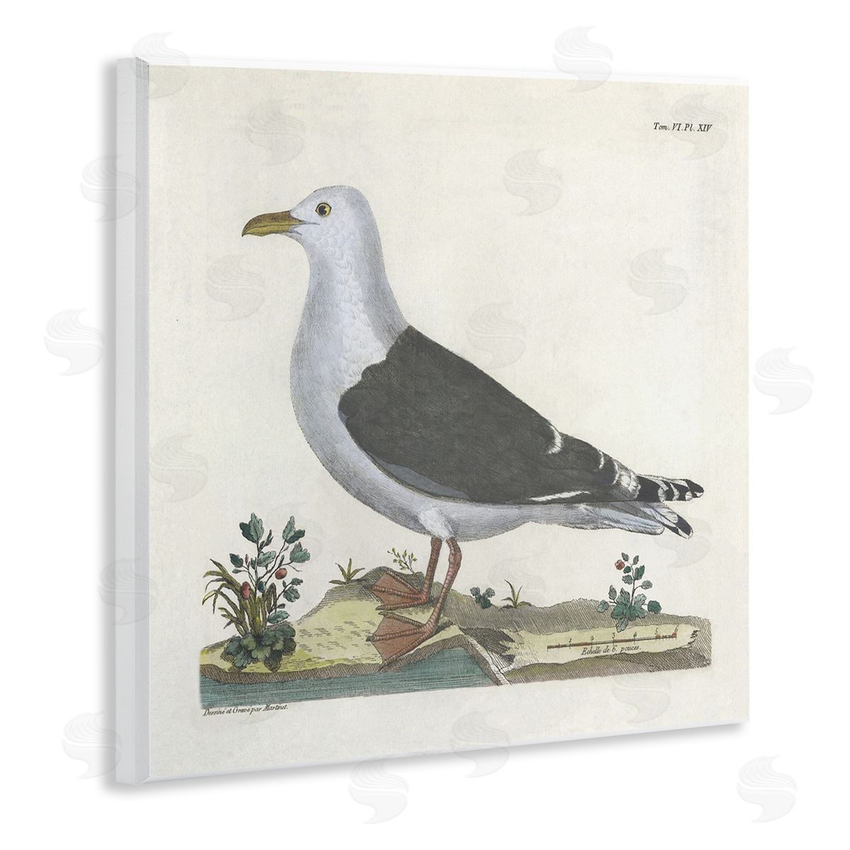 Vintage Seagull Study Diagram Wood Plaque Wall Art, Home Decor by Phillipa Katz