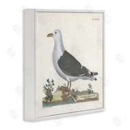Phillipa Katz | Vintage Seagull Study Diagram