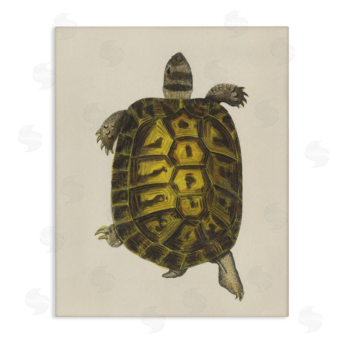 Vintage Maritime Tortoise Canvas Wall Art, Home Decor by Phillipa Katz