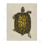 Phillipa Katz | Vintage Maritime Tortoise