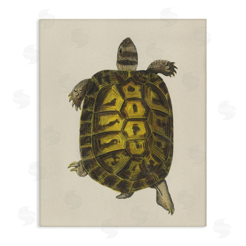 Phillipa Katz | Vintage Maritime Tortoise