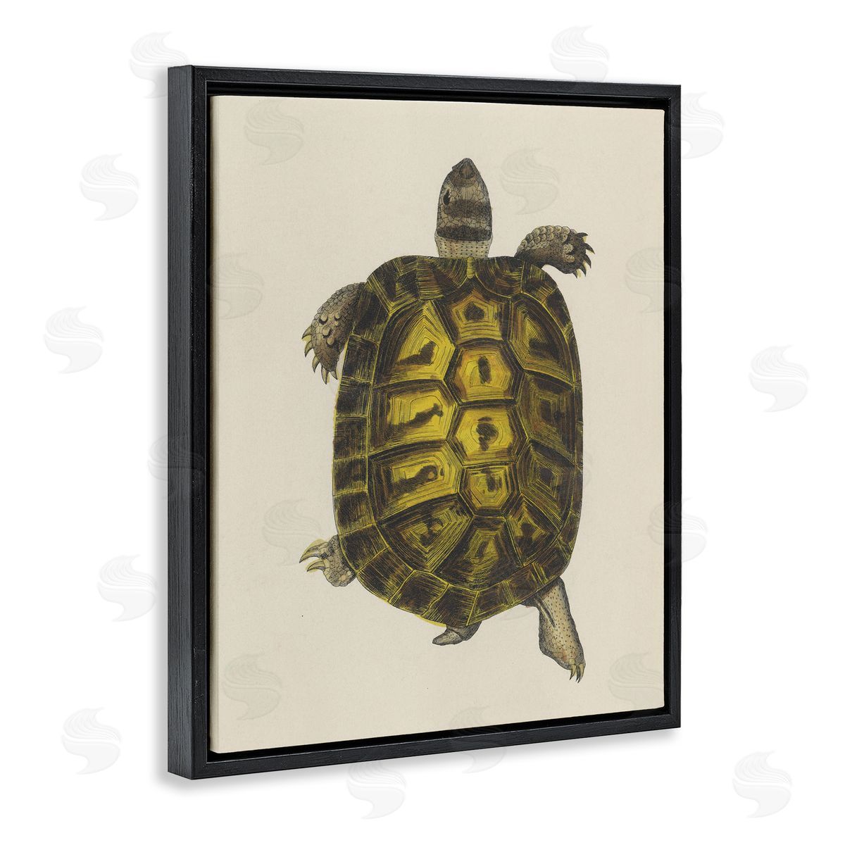 Vintage Maritime Tortoise Black Floating Frame Canvas Wall Art, Home Decor by Phillipa Katz