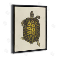 Phillipa Katz | Vintage Maritime Tortoise