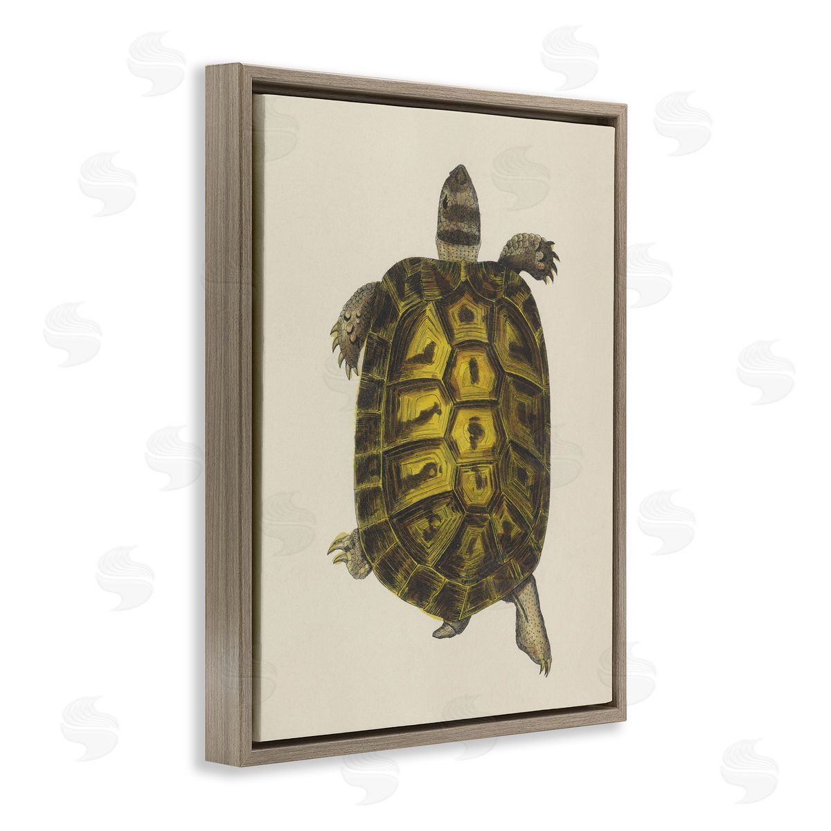 Vintage Maritime Tortoise Brown Floating Frame Canvas Wall Art, Home Decor by Phillipa Katz