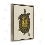 Phillipa Katz | Vintage Maritime Tortoise