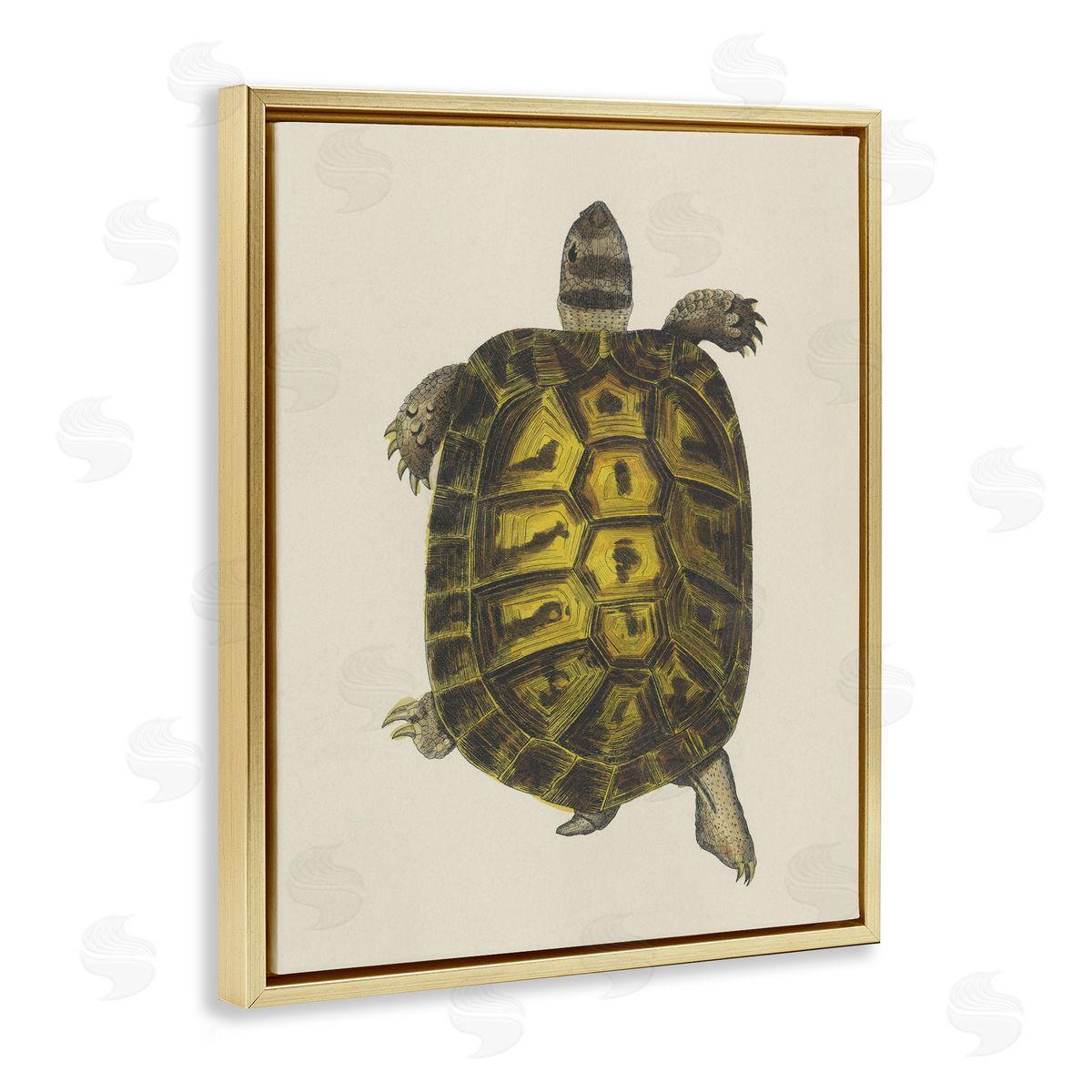 Vintage Maritime Tortoise Gold Floating Frame Canvas Wall Art, Home Decor by Phillipa Katz