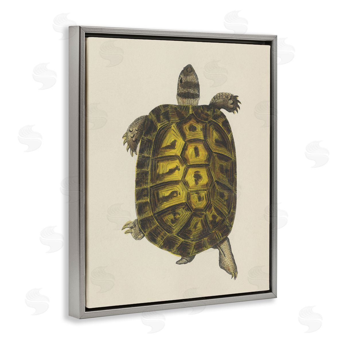 Vintage Maritime Tortoise Grey Floating Frame Canvas Wall Art, Home Decor by Phillipa Katz