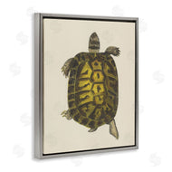 Phillipa Katz | Vintage Maritime Tortoise