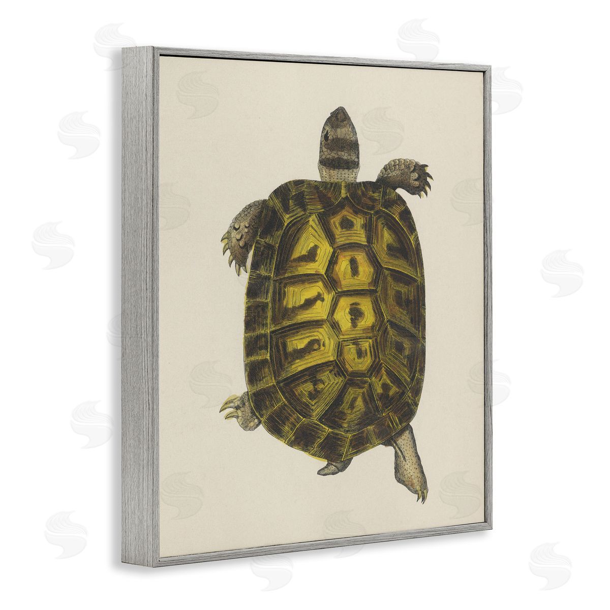 Vintage Maritime Tortoise Grey Frame Print Wall Art, Home Decor by Phillipa Katz