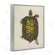Phillipa Katz | Vintage Maritime Tortoise