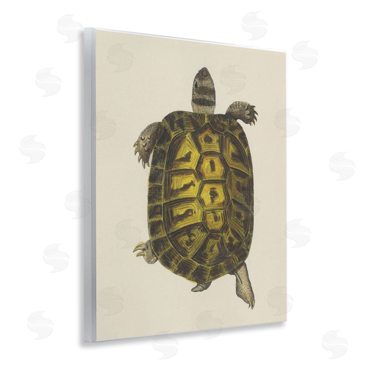 Vintage Maritime Tortoise Wood Plaque Wall Art, Home Decor by Phillipa Katz