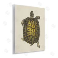 Phillipa Katz | Vintage Maritime Tortoise