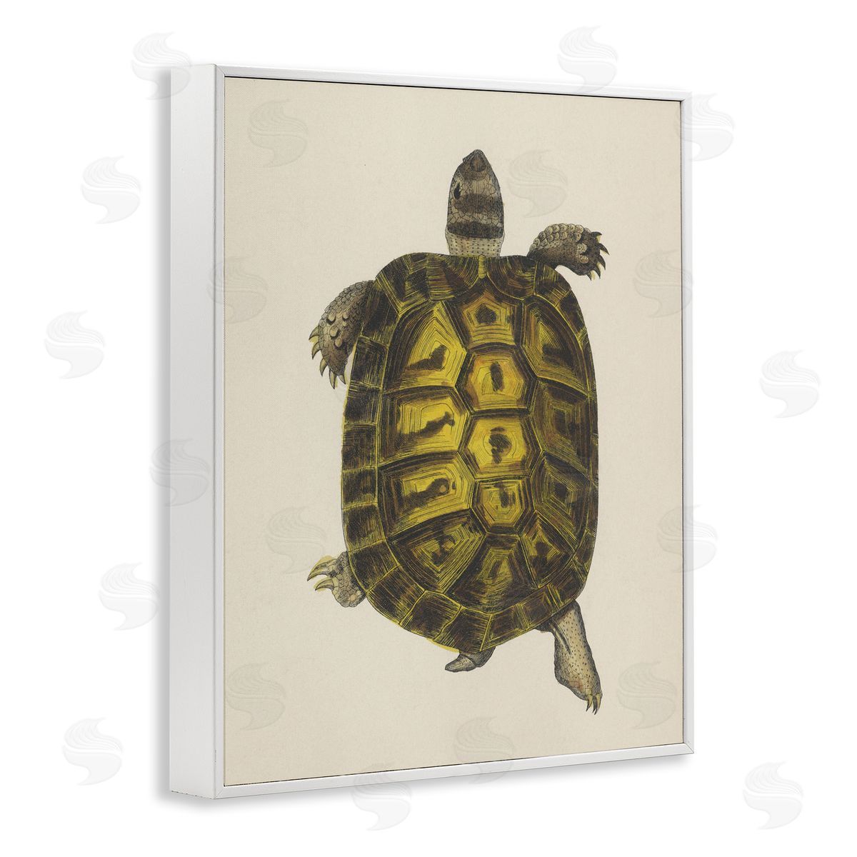 Vintage Maritime Tortoise White Frame Print Wall Art, Home Decor by Phillipa Katz
