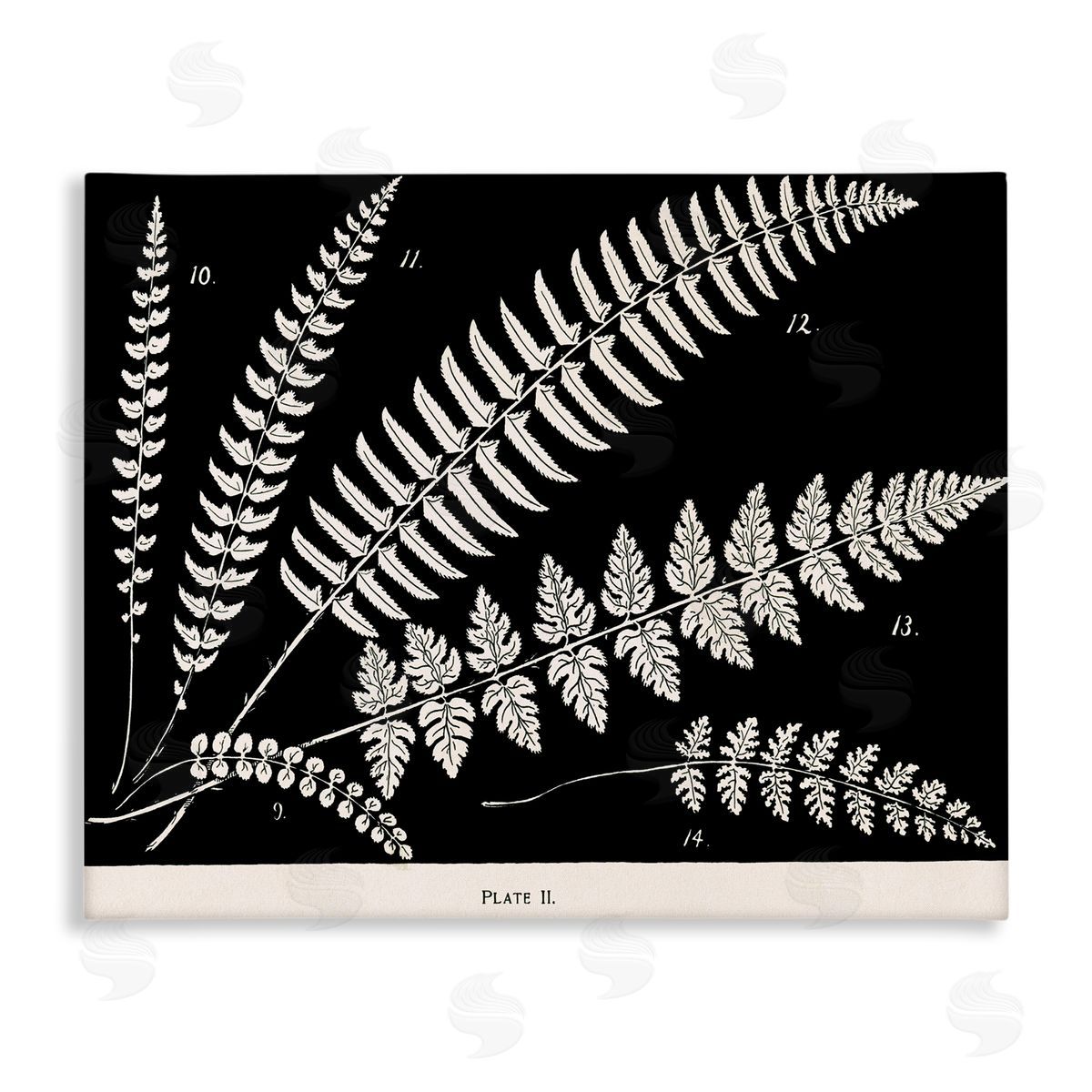 Fern Studies on Black Canvas Wall Art, Home Decor by Phillipa Katz