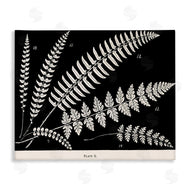 Phillipa Katz | Fern Studies on Black