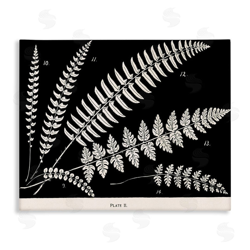 Phillipa Katz | Fern Studies on Black