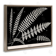 Phillipa Katz | Fern Studies on Black
