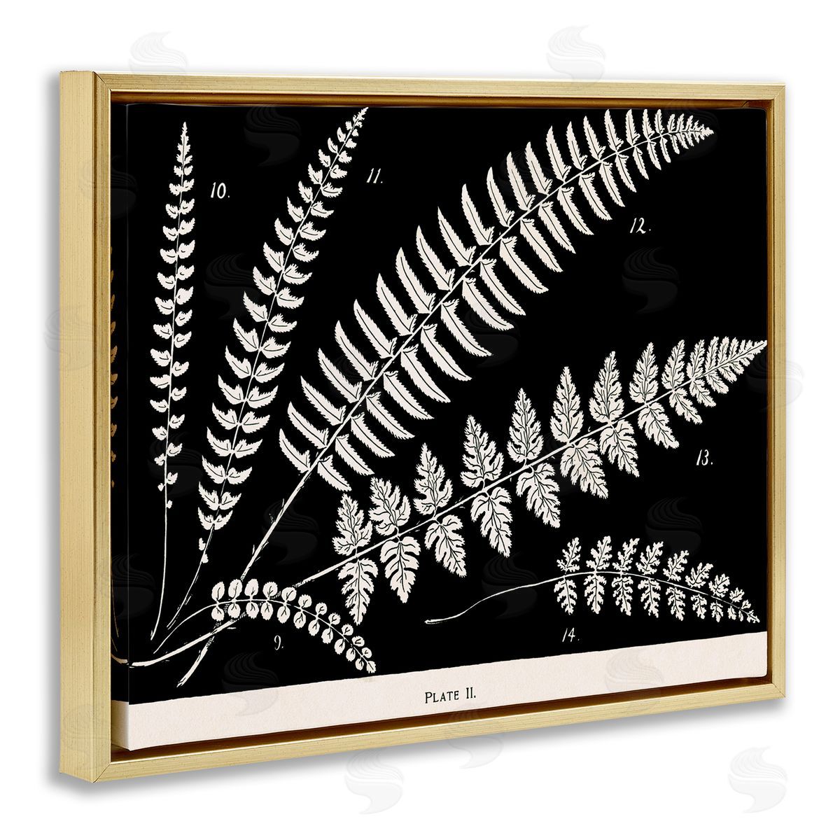 Fern Studies on Black Gold Floating Frame Canvas Wall Art, Home Decor by Phillipa Katz