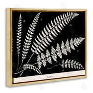 Phillipa Katz | Fern Studies on Black