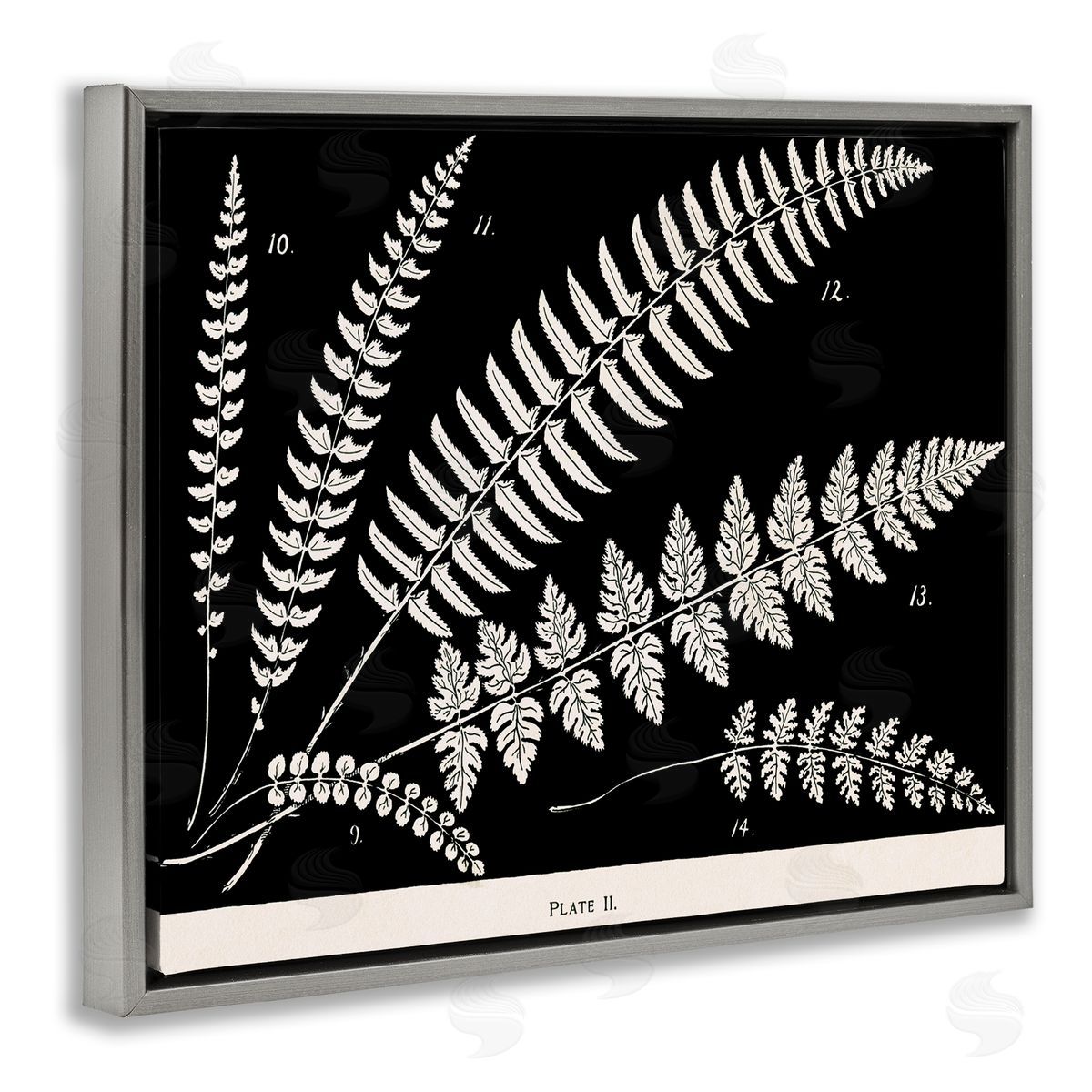 Fern Studies on Black Grey Floating Frame Canvas Wall Art, Home Decor by Phillipa Katz