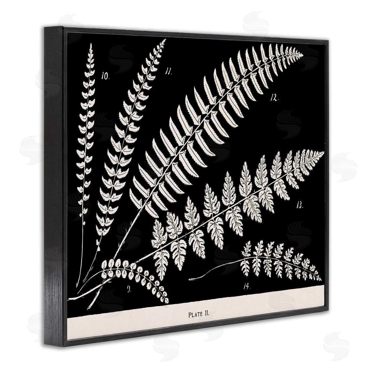Fern Studies on Black Black Frame Print Wall Art, Home Decor by Phillipa Katz