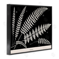 Phillipa Katz | Fern Studies on Black
