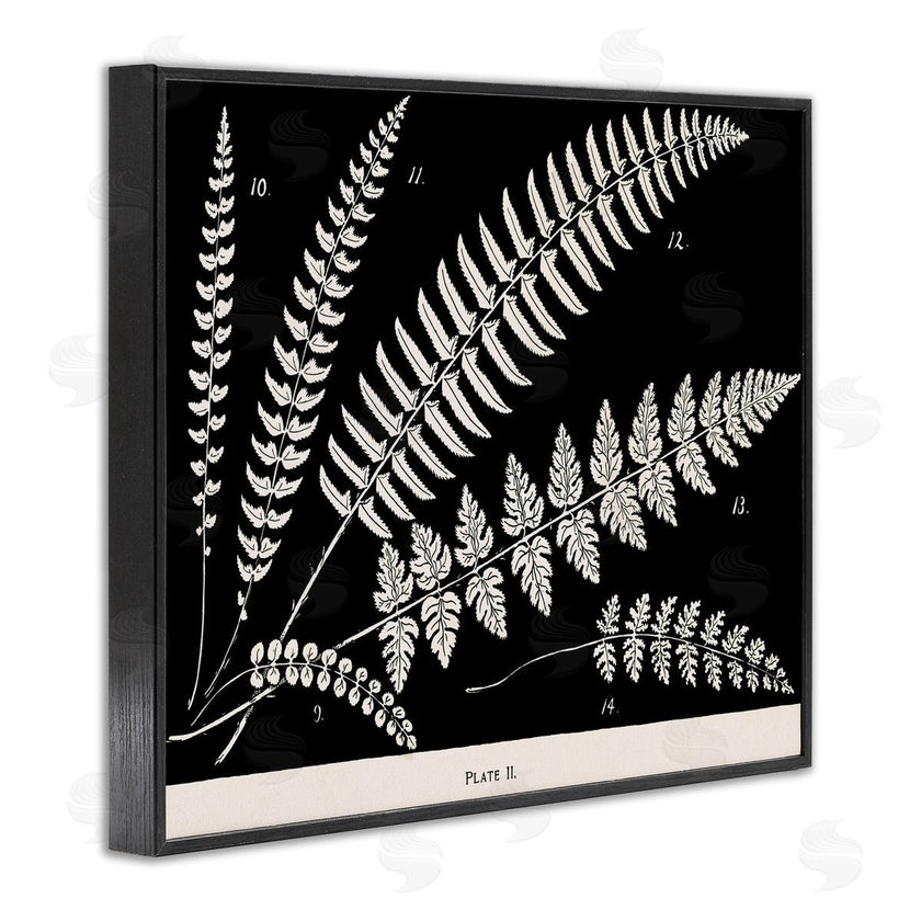 Phillipa Katz | Fern Studies on Black