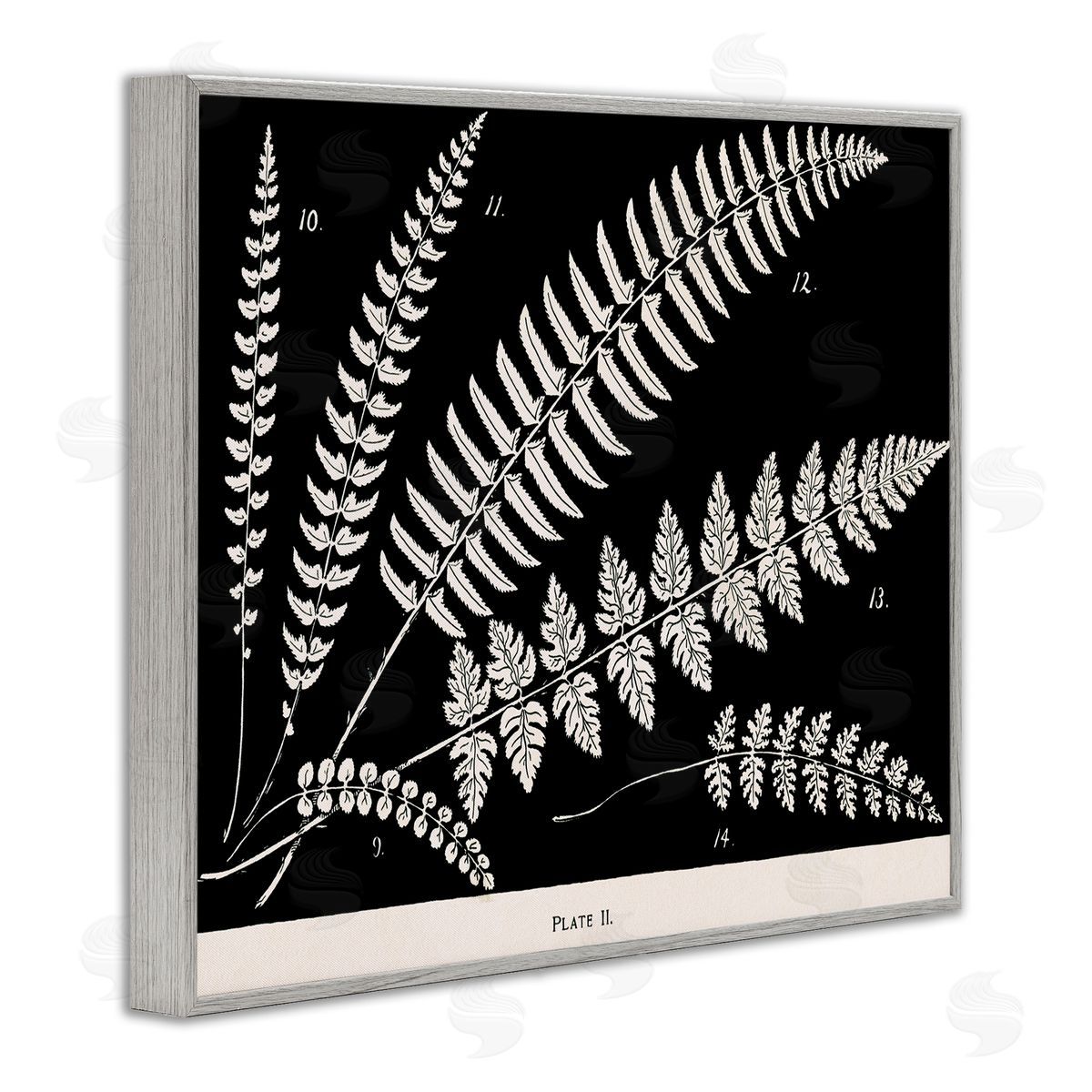 Fern Studies on Black Grey Frame Print Wall Art, Home Decor by Phillipa Katz