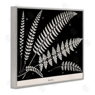 Phillipa Katz | Fern Studies on Black