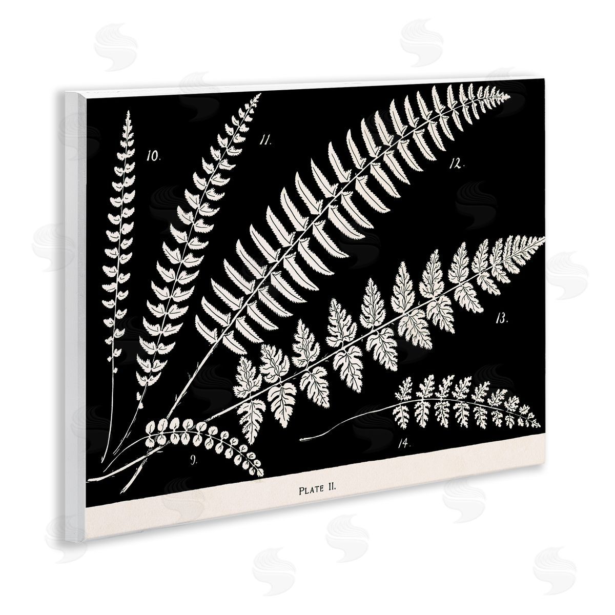 Fern Studies on Black Wood Plaque Wall Art, Home Decor by Phillipa Katz
