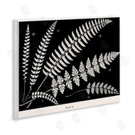 Phillipa Katz | Fern Studies on Black