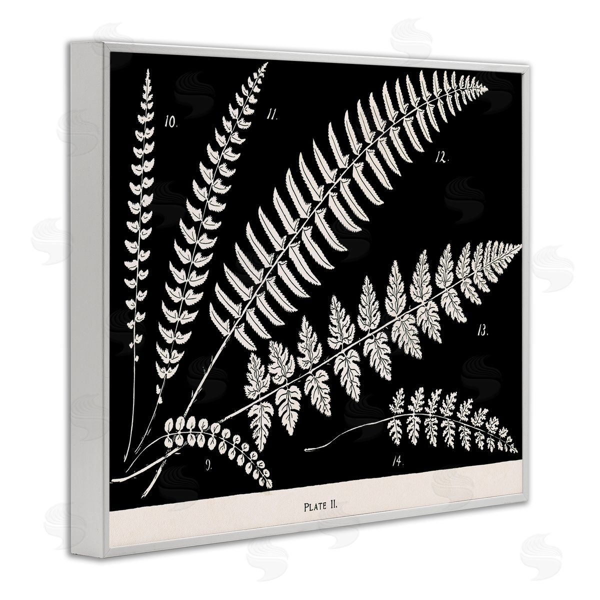 Fern Studies on Black White Frame Print Wall Art, Home Decor by Phillipa Katz