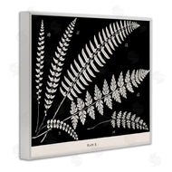 Phillipa Katz | Fern Studies on Black