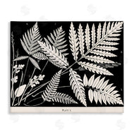 Phillipa Katz | Overlapping Ferns on Black