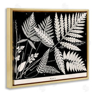 Phillipa Katz | Overlapping Ferns on Black