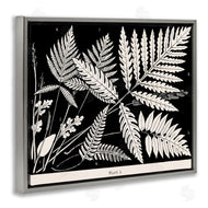 Phillipa Katz | Overlapping Ferns on Black