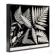 Phillipa Katz | Overlapping Ferns on Black
