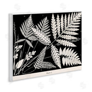 Phillipa Katz | Overlapping Ferns on Black