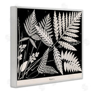Phillipa Katz | Overlapping Ferns on Black