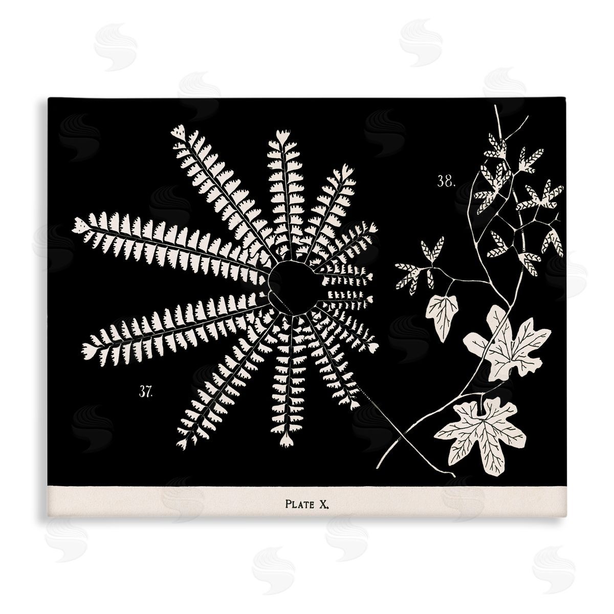 Ferns & Leaves on Black Canvas Wall Art, Home Decor by Phillipa Katz
